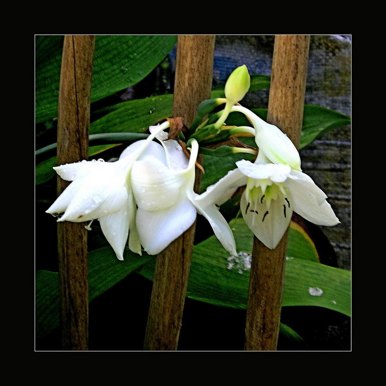 Amazon lily